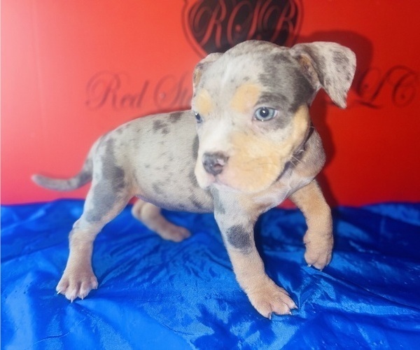 Medium Photo #5 American Bully Puppy For Sale in TRENTON, NJ, USA