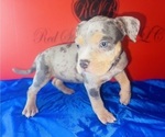 Small #4 American Bully