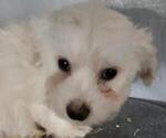 Small Photo #3 Coton de Tulear Puppy For Sale in LAGRANGE, IN, USA