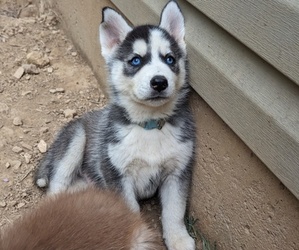 Siberian Husky Puppy for sale in ROGERSVILLE, MO, USA