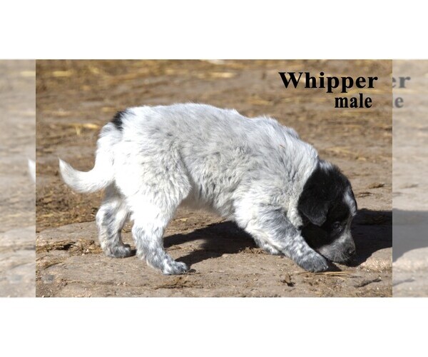 Medium Photo #23 Australian Cattle Dog-Border Collie Mix Puppy For Sale in CLARE, MI, USA