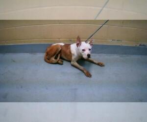 American Pit Bull Terrier Dogs for adoption in Tulsa, OK, USA