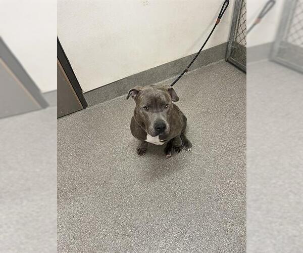 Medium Photo #1 Mutt Puppy For Sale in Louisville, KY, USA