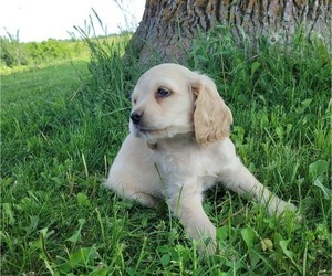 Cocker Spaniel Puppy for sale in WITHEE, WI, USA