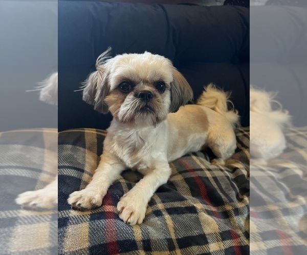 Medium Photo #1 Shih Tzu Puppy For Sale in IRON, MN, USA