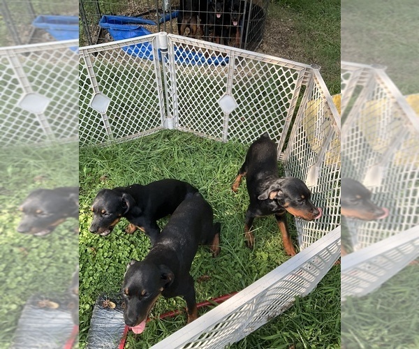 Medium Photo #6 Rottweiler Puppy For Sale in HENRICO, VA, USA
