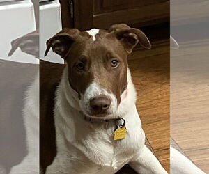 Collie-Unknown Mix Dogs for adoption in Pueblo West, CO, USA