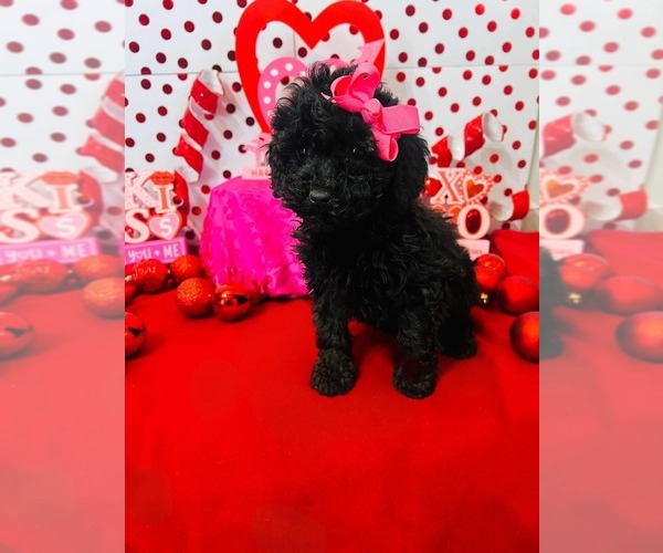 Medium Photo #5 Poodle (Miniature)-Poodle (Toy) Mix Puppy For Sale in INDIANAPOLIS, IN, USA