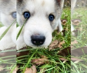 German Shepherd Dog-Siberian Husky Mix Puppy for Sale in SHELBYVILLE, Kentucky USA
