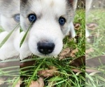 Puppy 0 German Shepherd Dog-Siberian Husky Mix