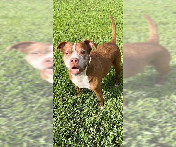 Medium Photo #4 American Pit Bull Terrier Puppy For Sale in Weston, FL, USA
