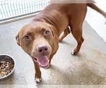 Small #2 Staffordshire Bull Terrier