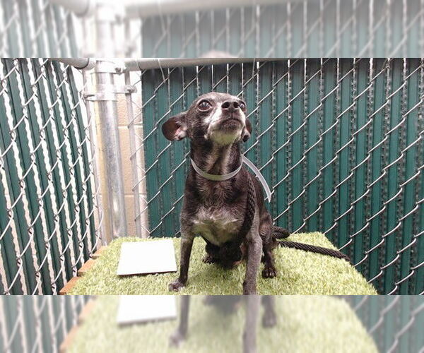 Medium Photo #1 Chihuahua Puppy For Sale in Downey, CA, USA