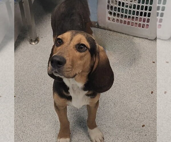Medium Photo #2 Bagle Hound Puppy For Sale in Batavia, OH, USA