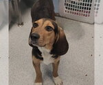 Small #1 Bagle Hound