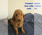 Puppy Freedom Goldendoodle