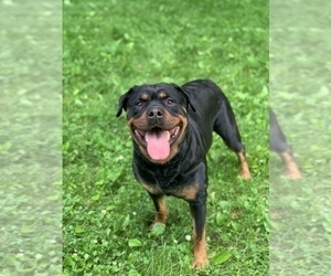 Mother of the Rottweiler puppies born on 07/26/2022