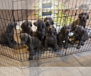 Weimaraner Litter for sale in SURPRISE, AZ, USA