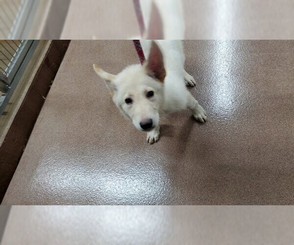 Medium Photo #1 German Shepherd Dog-Unknown Mix Puppy For Sale in Aurora, IL, USA