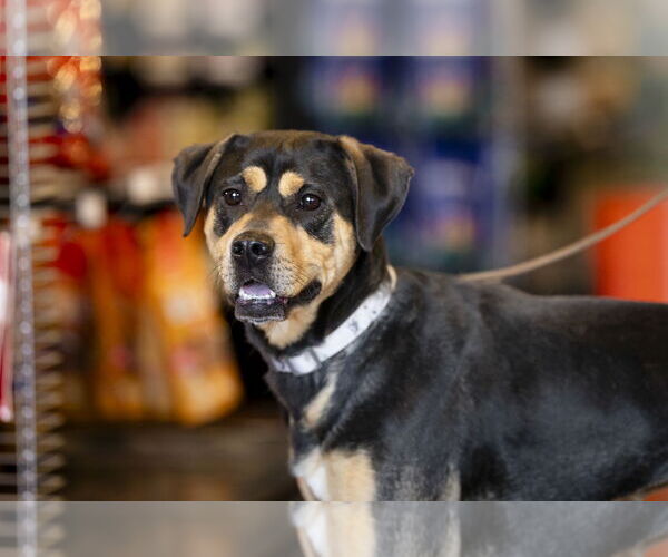 Medium Photo #4 Mutt Puppy For Sale in Garner, NC, USA