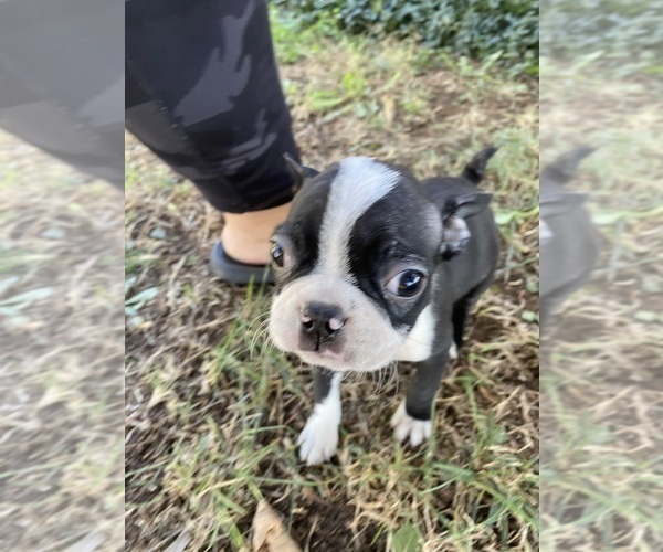 Medium Photo #2 Boston Terrier Puppy For Sale in FREDONIA, KS, USA