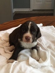 English Springer Spaniel Puppy for sale in UTICA, KY, USA