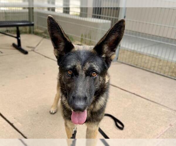 Medium Photo #2 German Shepherd Dog Puppy For Sale in Martinez, CA, USA