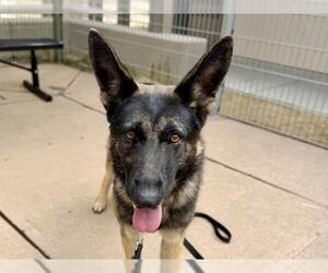 ROCKY ROAD - Female German Shepherd Dog Dog for Adoption - Photo #2