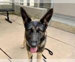 Small Photo #2 German Shepherd Dog Puppy For Sale in Martinez, CA, USA