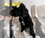 Small Photo #4 Sheepadoodle Puppy For Sale in FONTANA, CA, USA
