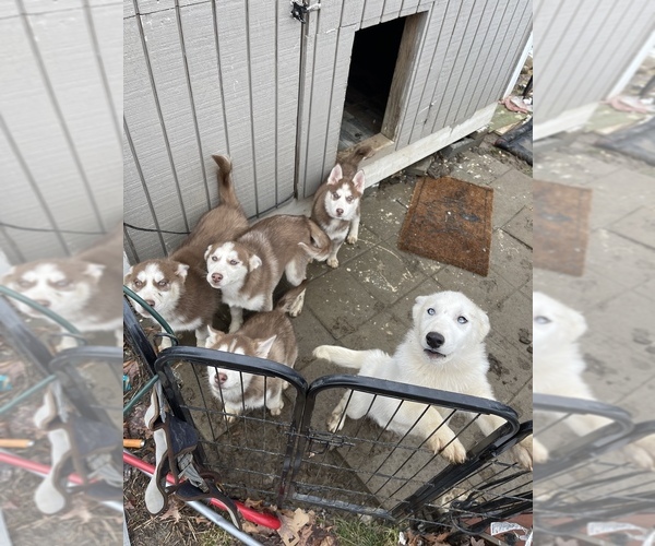 Medium Photo #1 Siberian Husky Puppy For Sale in NEW MILFORD, CT, USA