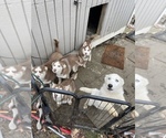 Small Photo #1 Siberian Husky Puppy For Sale in NEW MILFORD, CT, USA