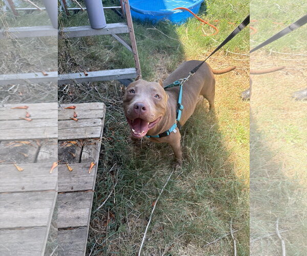 Medium Photo #4 American Staffordshire Terrier-Unknown Mix Puppy For Sale in Jackson, MS, USA