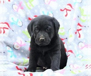 Labrador Retriever Puppy for sale in FREDERICKSBG, OH, USA