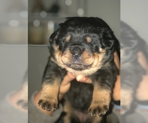 Rottweiler Puppy for sale in SYKESVILLE, MD, USA