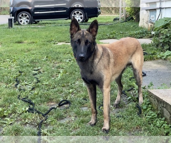 Medium Photo #1 Belgian Malinois Puppy For Sale in REESEVILLE, WI, USA