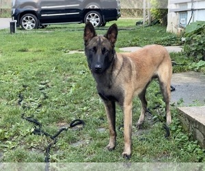 Father of the Belgian Malinois puppies born on 09/05/2022