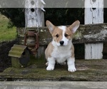 Small Photo #3 Pembroke Welsh Corgi Puppy For Sale in MILLERSBURG, OH, USA