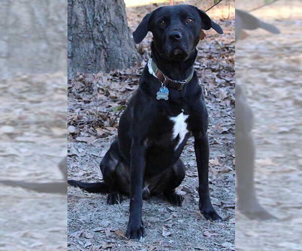 Medium Photo #5 Mutt Puppy For Sale in Lake Wylie, SC, USA