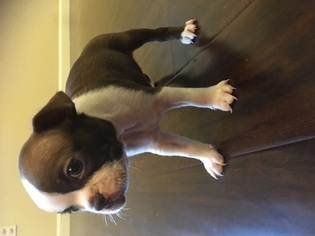 Boston Terrier Puppy for sale in ATWATER, CA, USA