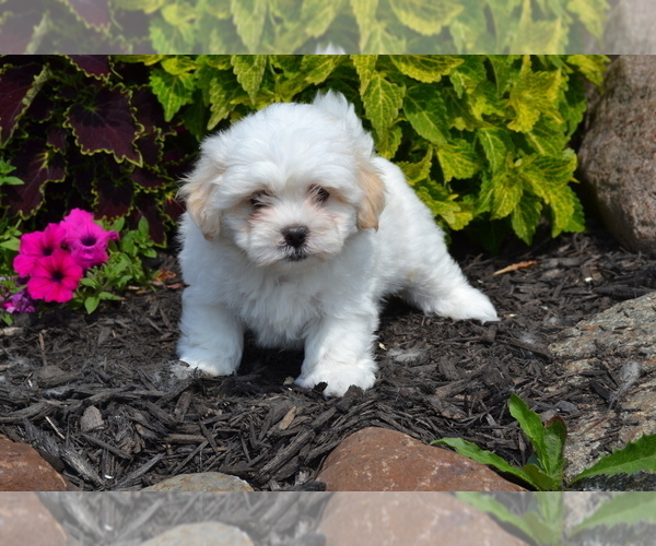 Medium Photo #3 Mal-Shi Puppy For Sale in GREENWOOD, WI, USA