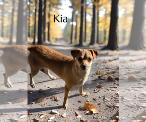 Chihuahua-Unknown Mix Dogs for adoption in Phelan, CA, USA