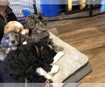 Small Photo #29 Aussiedoodle-Poodle (Standard) Mix Puppy For Sale in COMMERCE, MI, USA