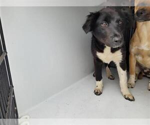 Labrador Retriever-Unknown Mix Dogs for adoption in Houston, TX, USA