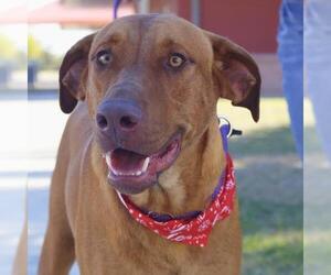 Mutt Dogs for adoption in San Antonio, TX, USA
