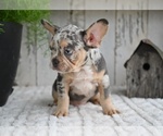 Small #5 French Bulldog