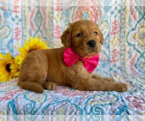 Golden Retriever Puppy for sale in LANCASTER, PA, USA