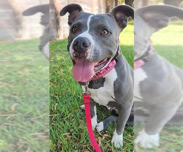 Medium Photo #1 American Pit Bull Terrier Puppy For Sale in Redlands, CA, USA