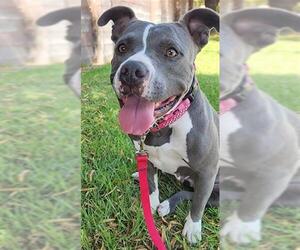 American Pit Bull Terrier Dogs for adoption in Redlands, CA, USA