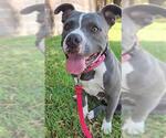 Small American Pit Bull Terrier